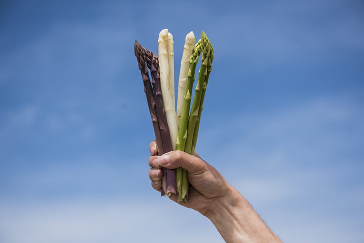 spargel gehrer Spargel Bunt
